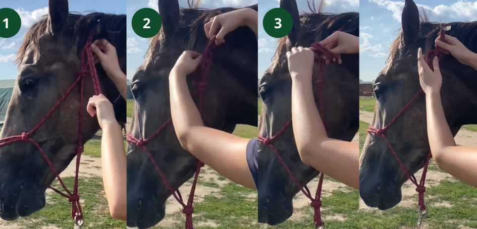 Klasická ohlávka vs. provazová: Jaký je vlastně rozdíl v jejich používání?