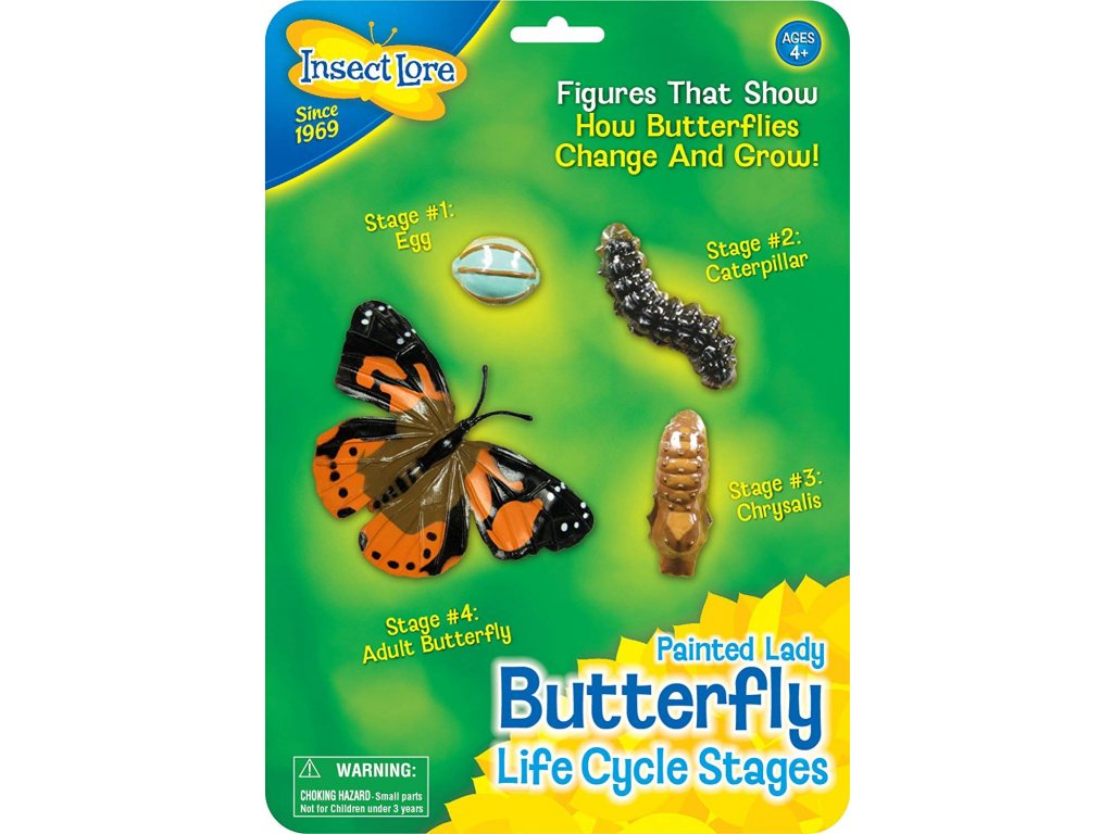 Životní Cyklus Motýla