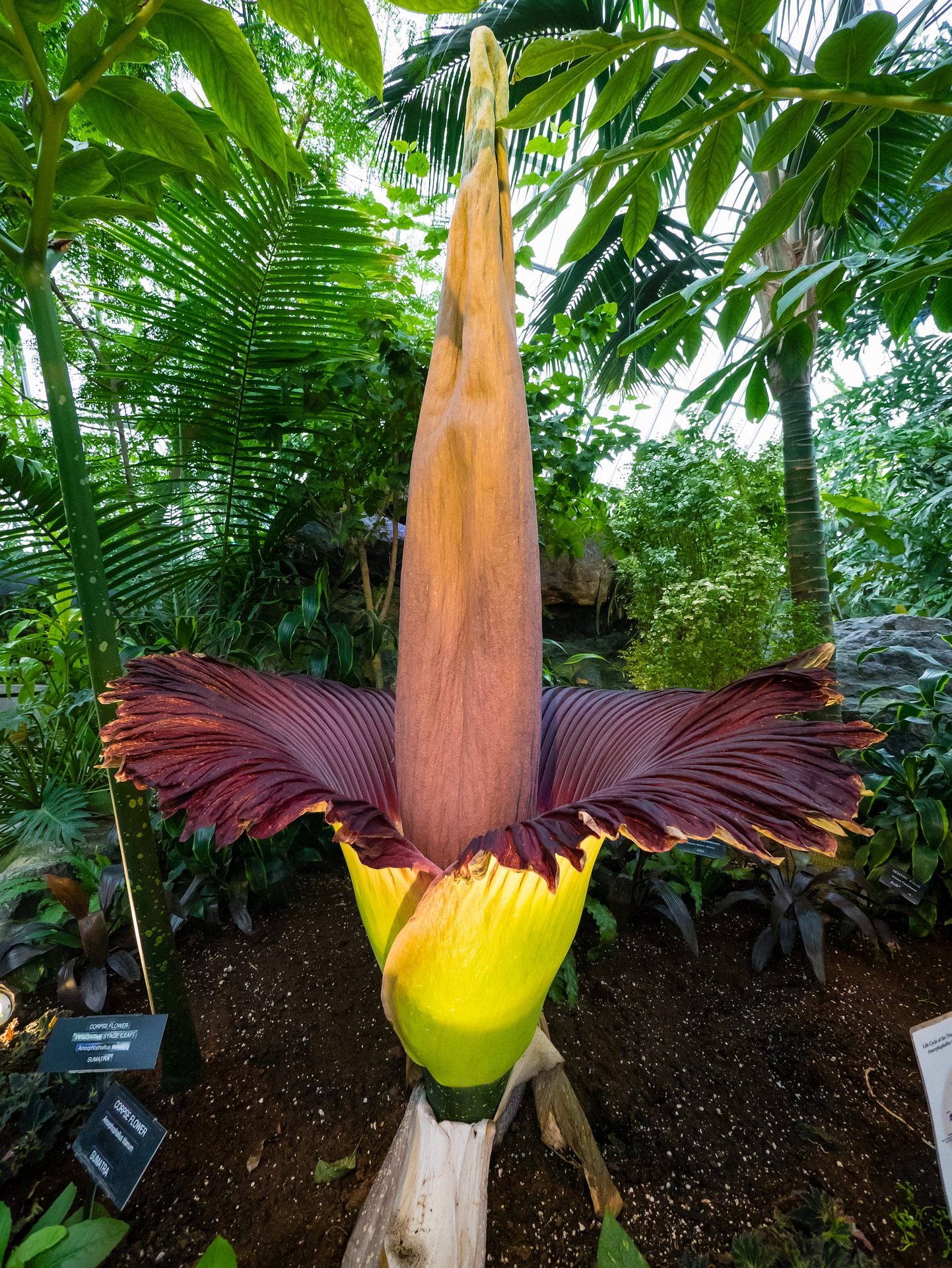 amorphophallus-titanum-gb1a306484_1920