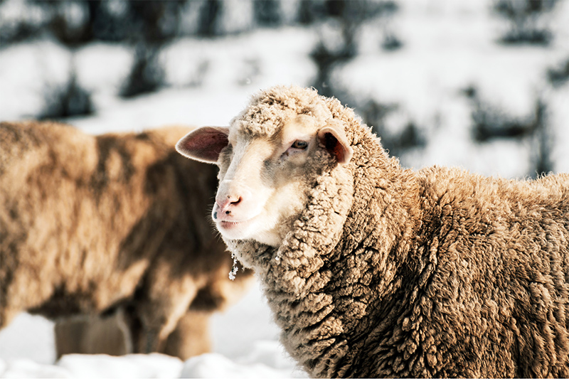 Jak správně pečovat o merino