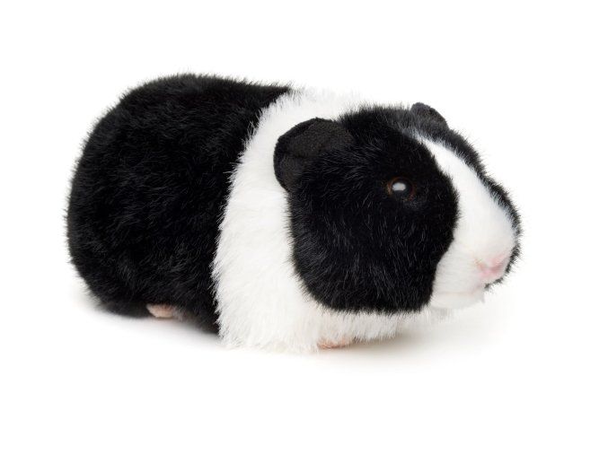 Porcușor de Guineea de pluș 21 cm - jucării de pluș