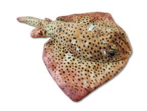 Pisică de mare de pluș 29 cm - jucării de pluș
