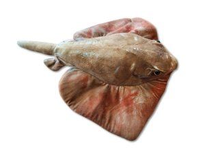 Pisică de mare de pluș 40 cm - jucării de pluș