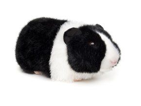 Porcușor de Guineea de pluș 21 cm - jucării de pluș