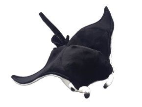 Pisică de mare de pluș 32 cm - jucării de pluș
