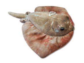 Pisică de mare de pluș 30 cm - jucării de pluș