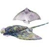 Pisică de mare de pluș 55 cm - jucării de pluș