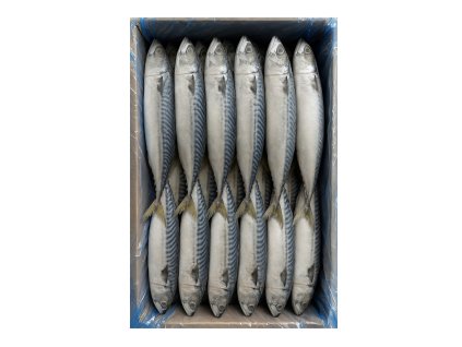 Cá nục tươi 10kg