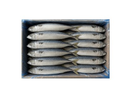 Mackerel with roe 10kg