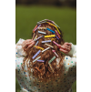 THE COTTON CLOUD SET 3 SPONIEK DO VLASOV (Variant pretzel)
