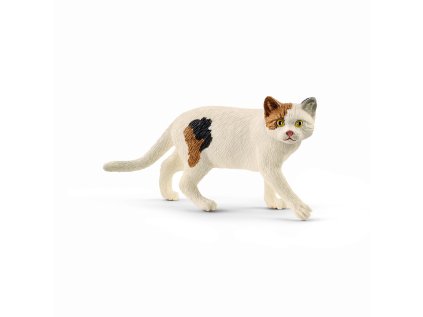 1492328 zvieratko macka americka kratkosrsta