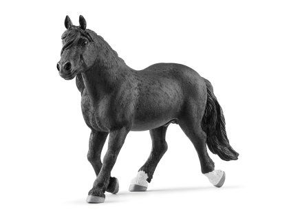 1508219 zvieratko noricky zrebec