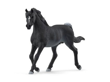 1508282 zvieratko arabsky zrebec