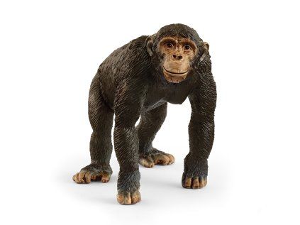 1508378 zvieratko simpanz