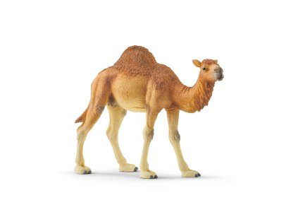 Zvieratko - dromedár