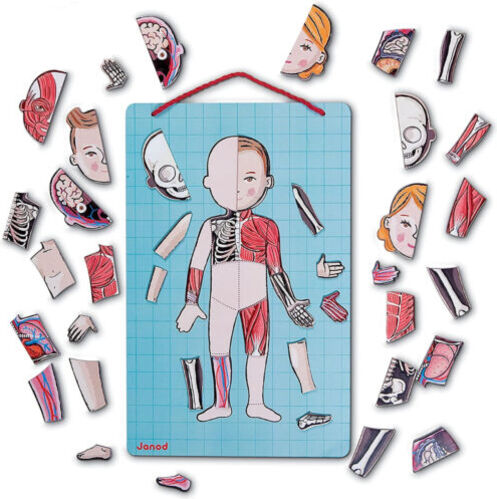 Janod Magnetické ľudské telo Bodymagnet skladačka s tabuľou na zavesenie