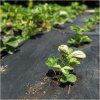 Mulčovacia agrotextília čierna 90g/m2 1,6x5m