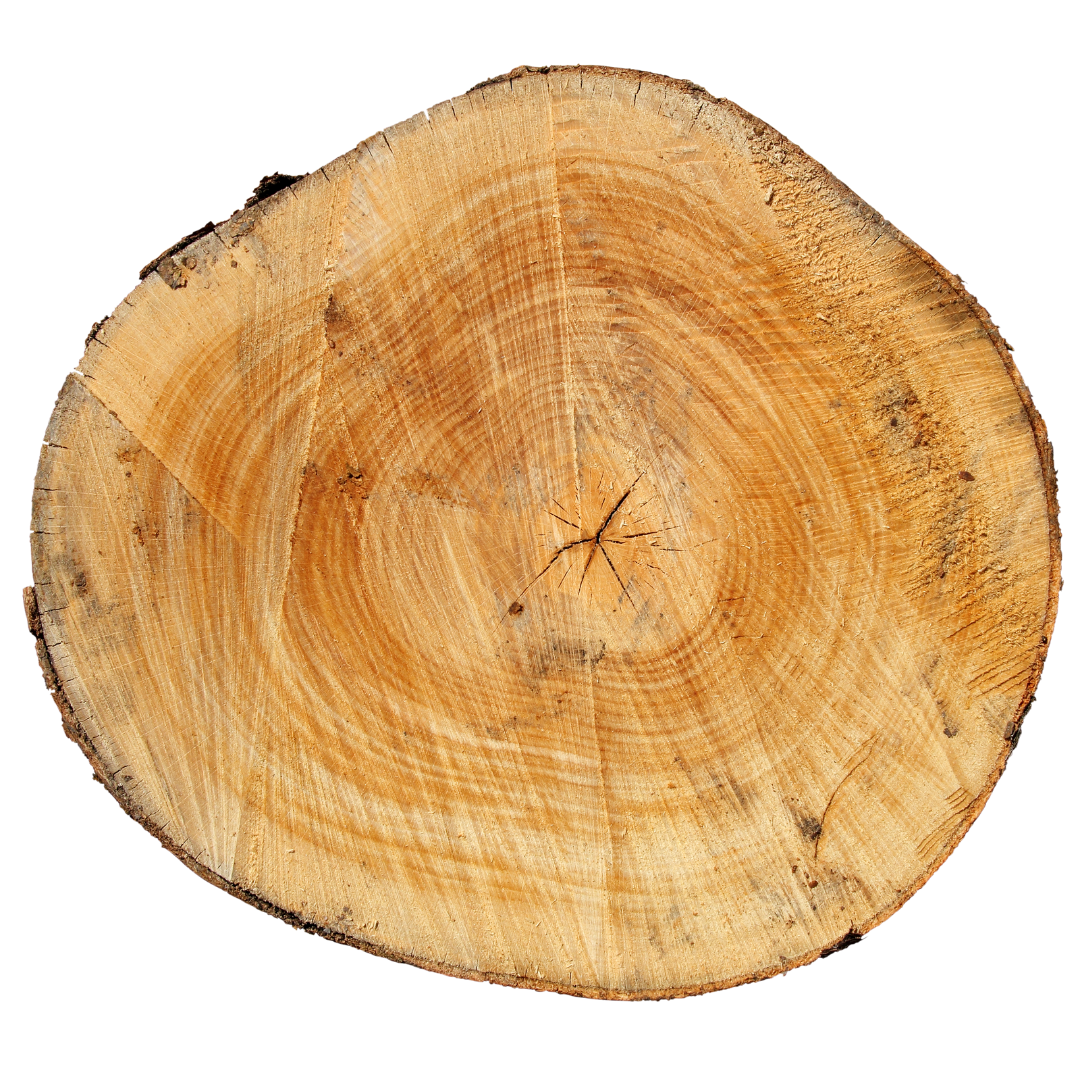 Historie a tradice dřevěných prstenů