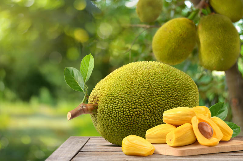 Jackfruit – přítel planety