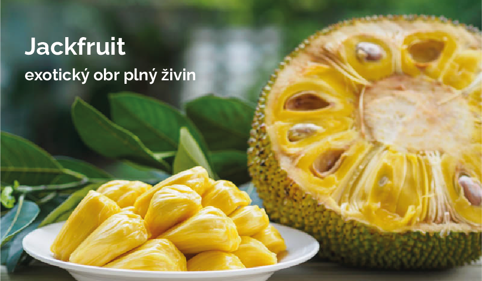 Jackfruit – exotický obr plný živin