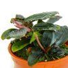 Tropica Bucephalandra sordidula ´Blue´