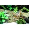 Tropica Cryptocoryne albida 'Brown'