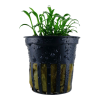 Tropica Cryptocoryne parva