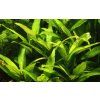 Tropica Hygrophila corymbosa 'Stricta'