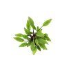 Dennerle Cryptocoryne lutea Hobbit
