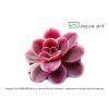 Aqua Art Pinguicula ‘Florian'