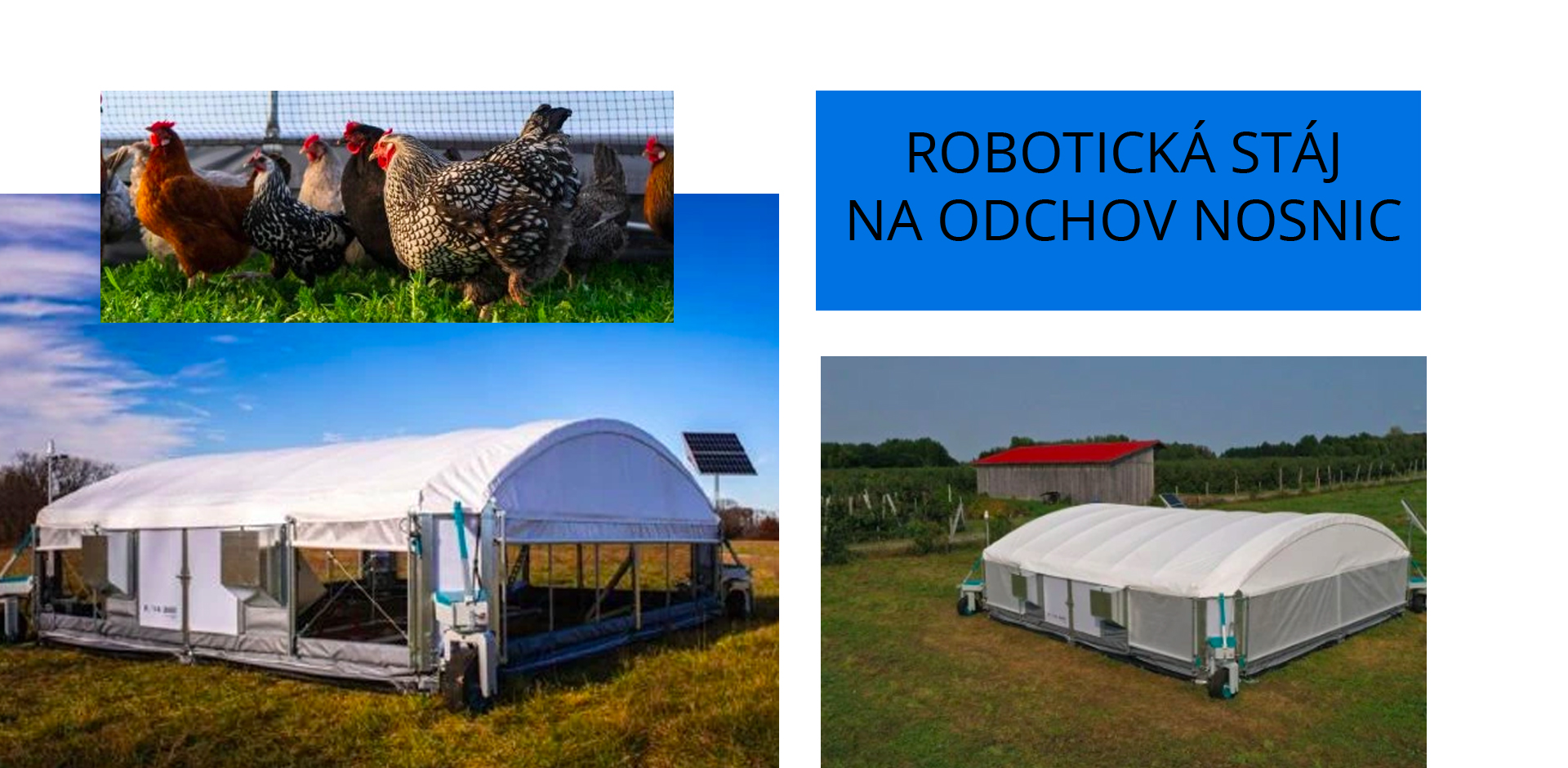 Robotické stáje pro odchov nosnic