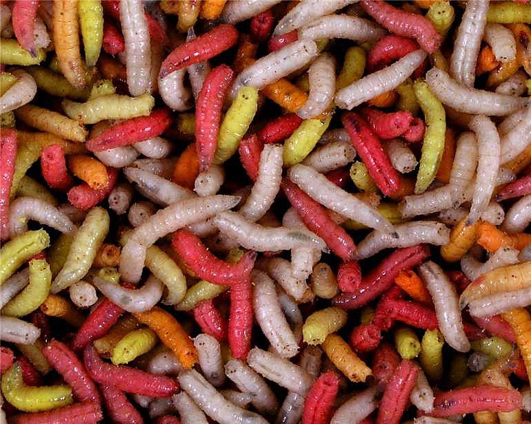 Mivardi Larva barevná ( krabička 1dcl )