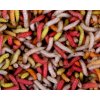 Larva barevná ( krabička 1dcl )