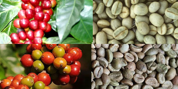 Arabica-Robusta