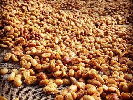 Metody zpracování kávy: Naturální, promytá, honey procesy a moderní inovace jako ovocná infúze