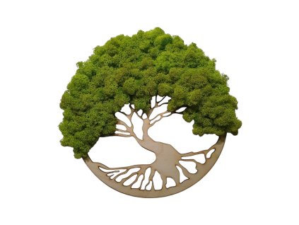 Photoroom 20241207 164012 3