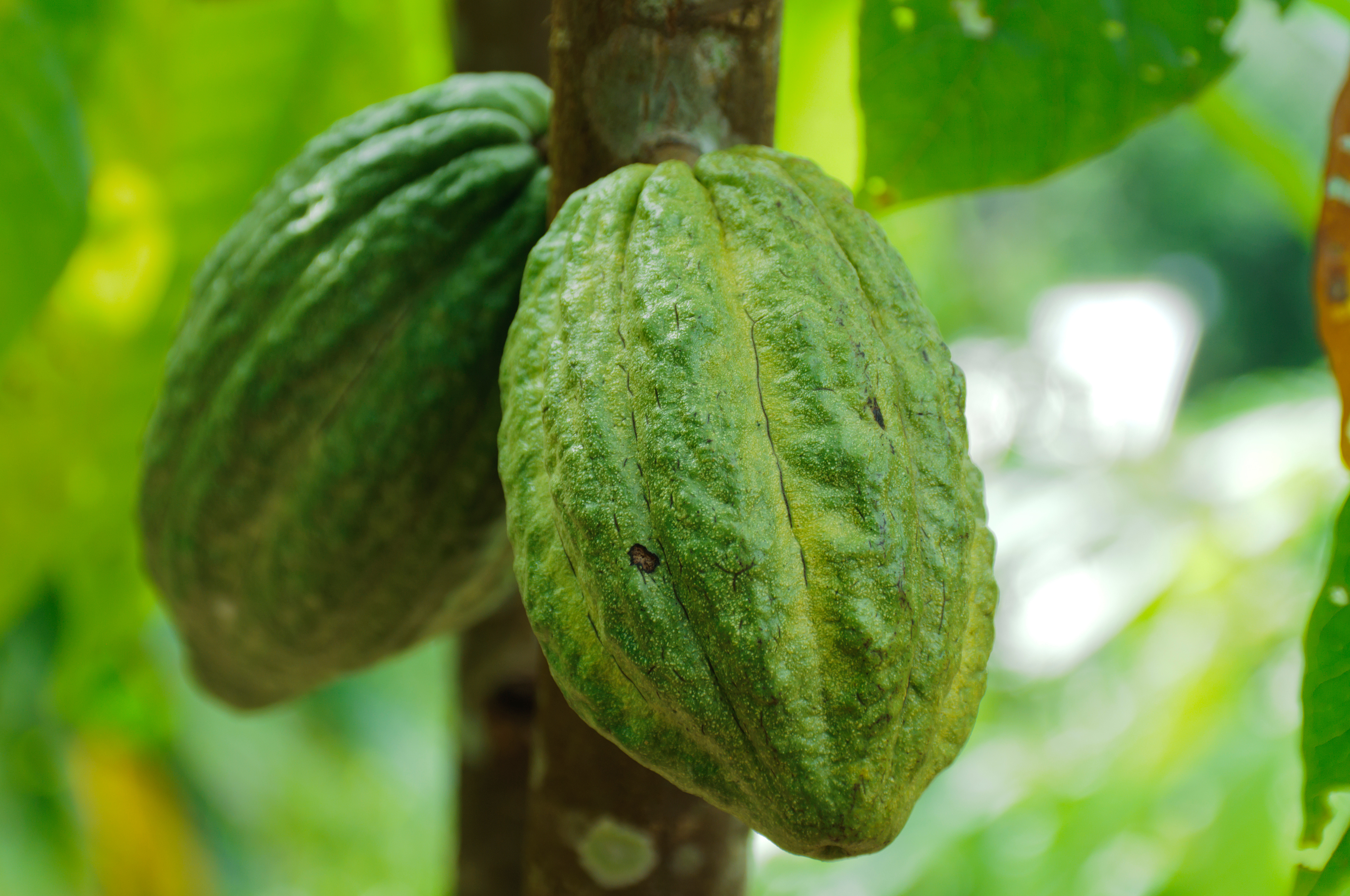 PROČ SI RADĚJI DOPŘÁT CEREMONIÁOLNÍ KAKAO, NEŽ KAKAO V PRÁŠKU?