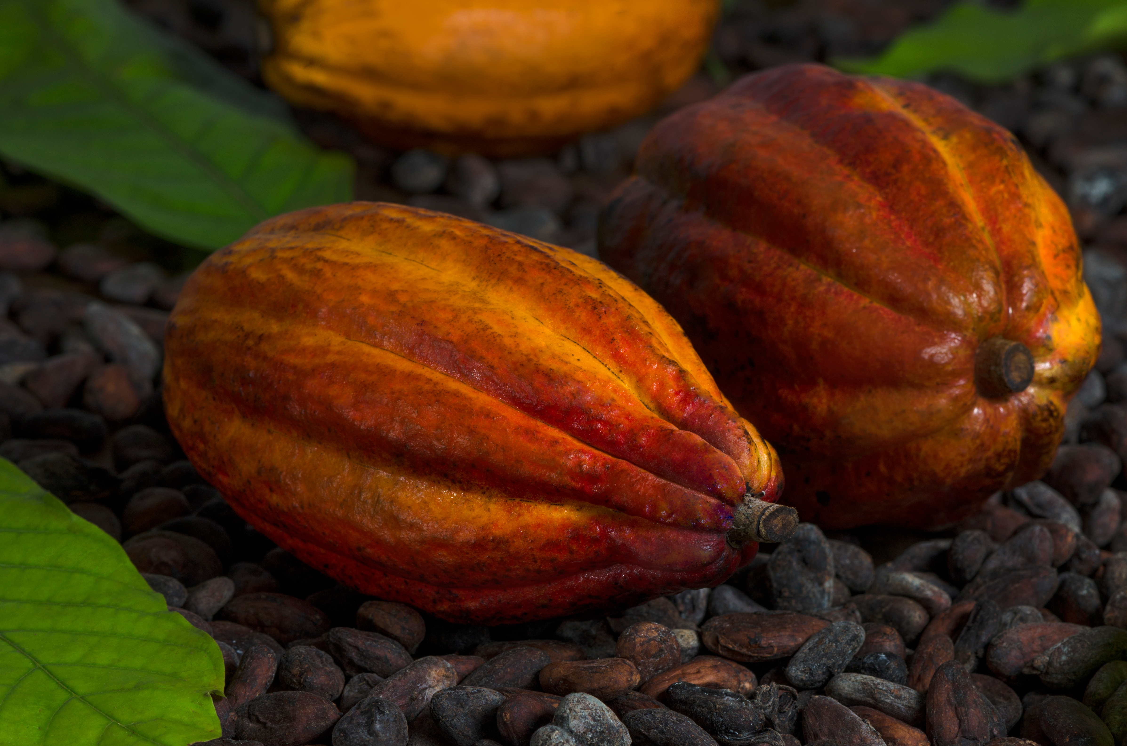 ODRŮDY CEREMONIÁLNÍHO KAKAA, KOUZLO A RŮZNORODOST V TOMTO DUCHOVNÍM NÁPOJI