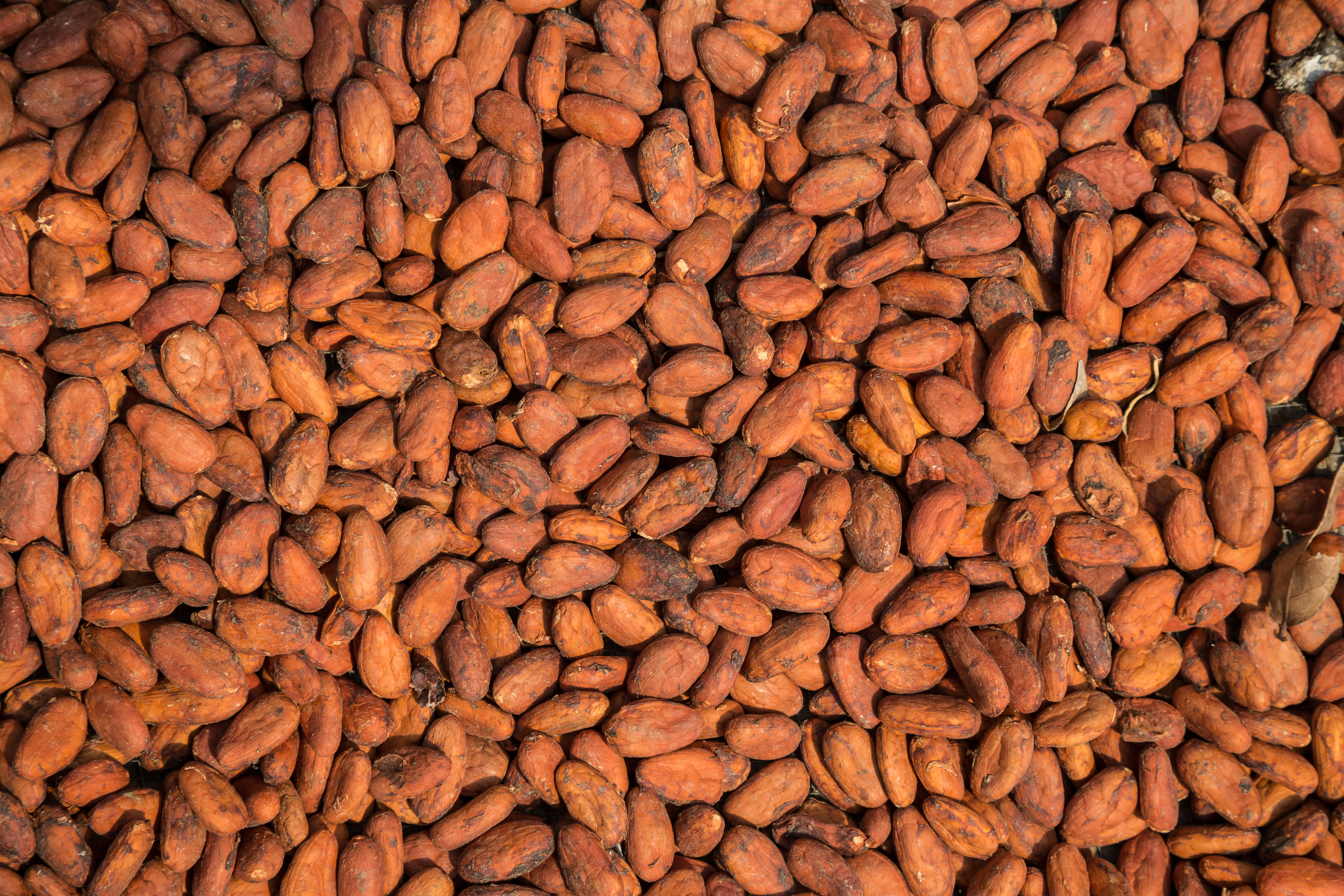 CEREMONIÁLNÍ KAKAO