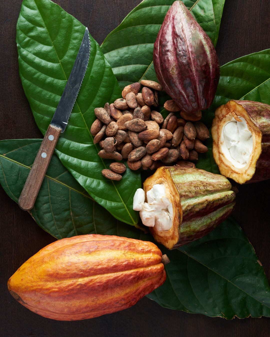 Kakaový bob rozkrojený Kakaositos