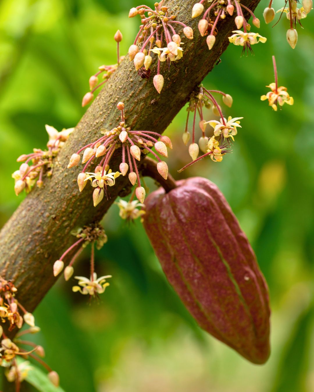 Kakaový strom a květ 