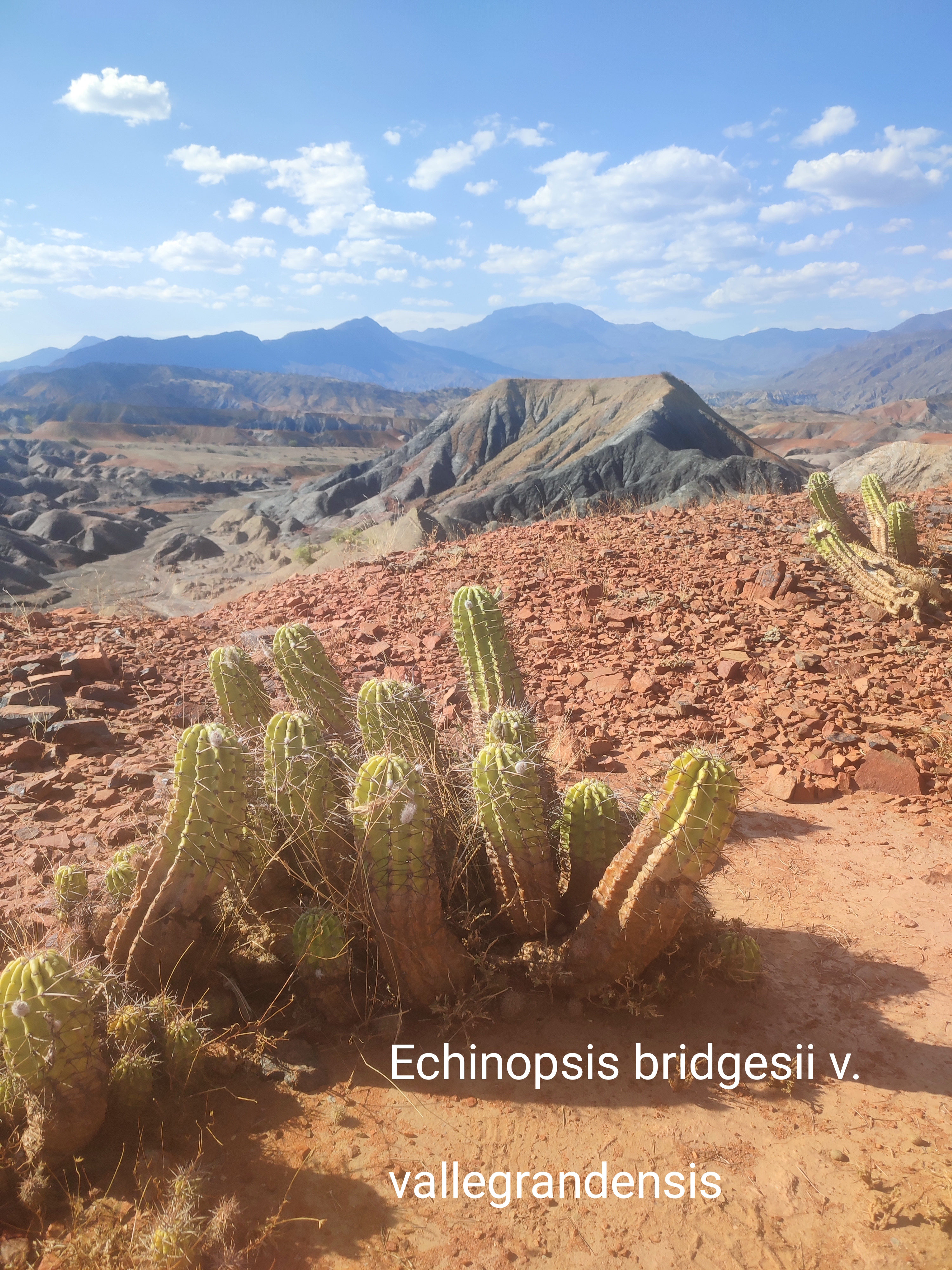 Nová nabídka semen