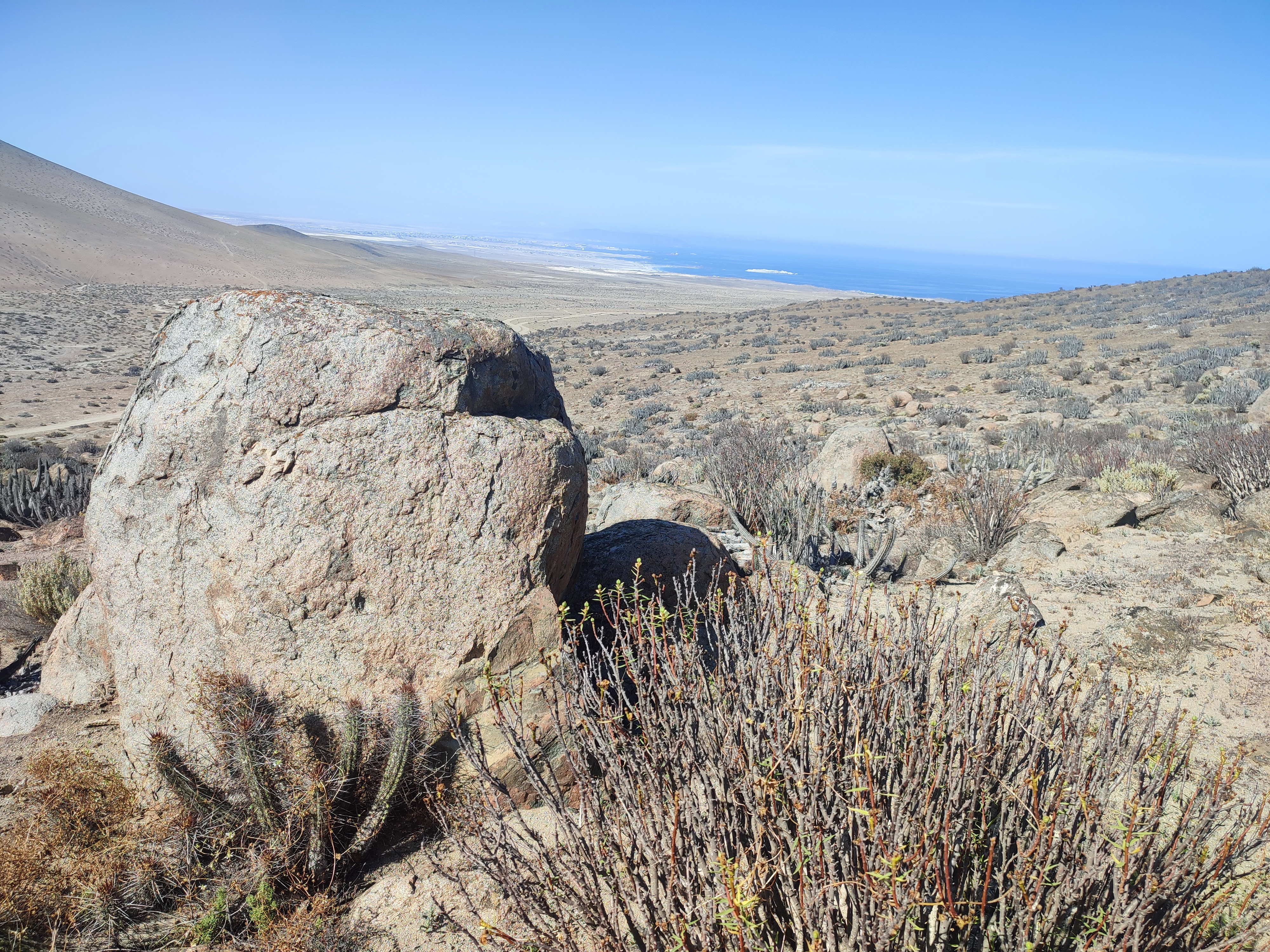 Tři málo známé druhy rodu Copiapoa se společným jmenovatelem
