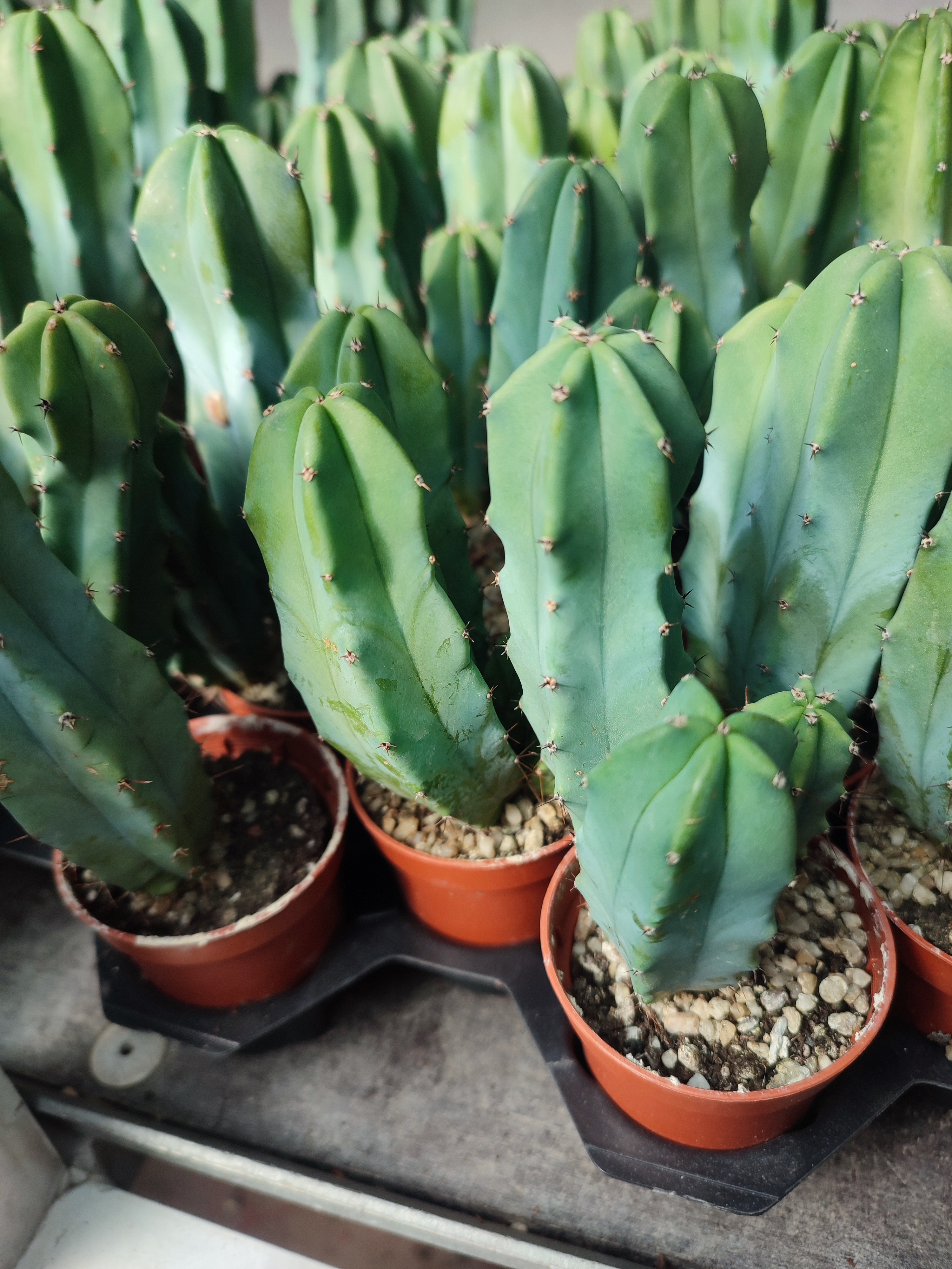 Myrtilocactus geometrizans