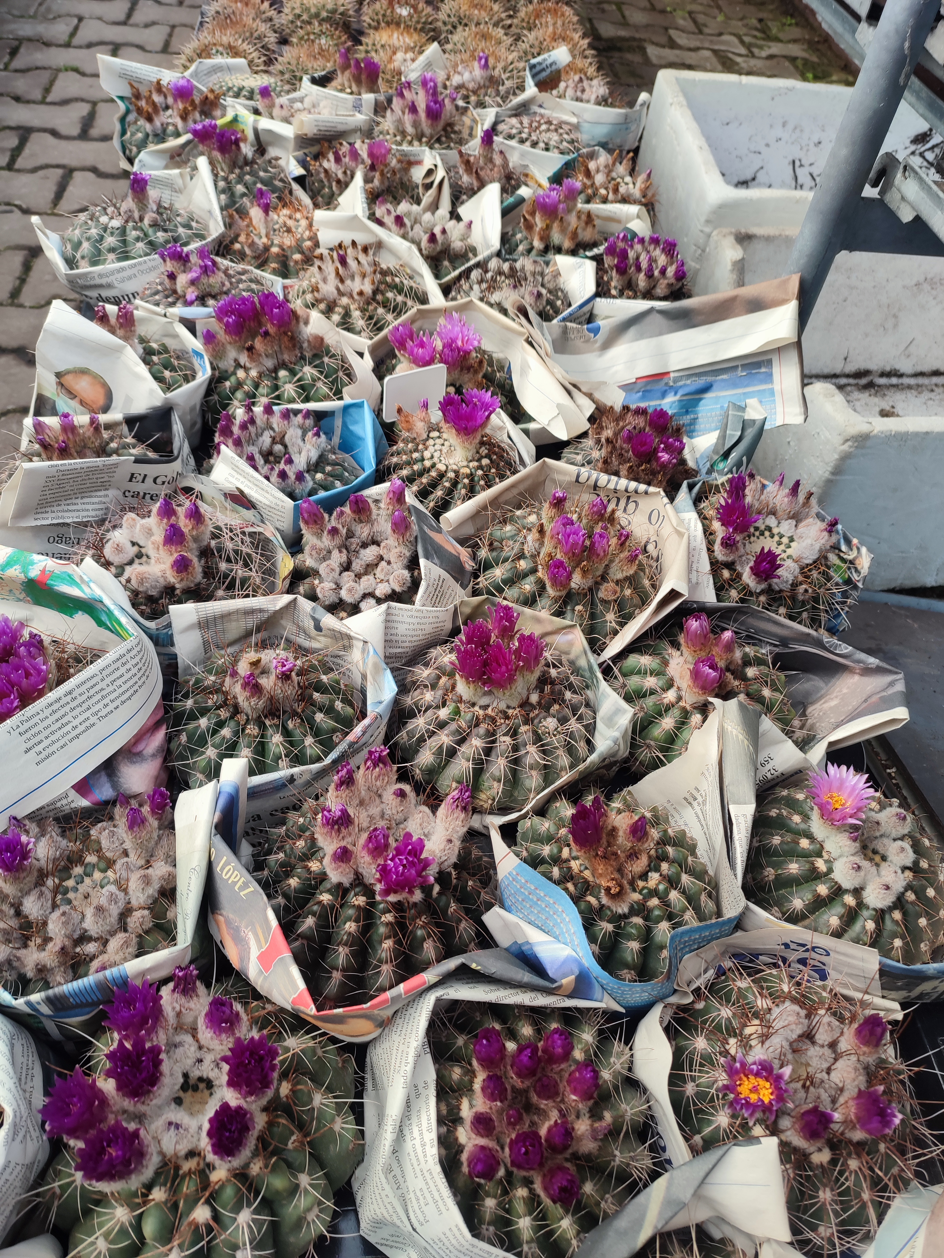 Cacti from Tenerife Part I.