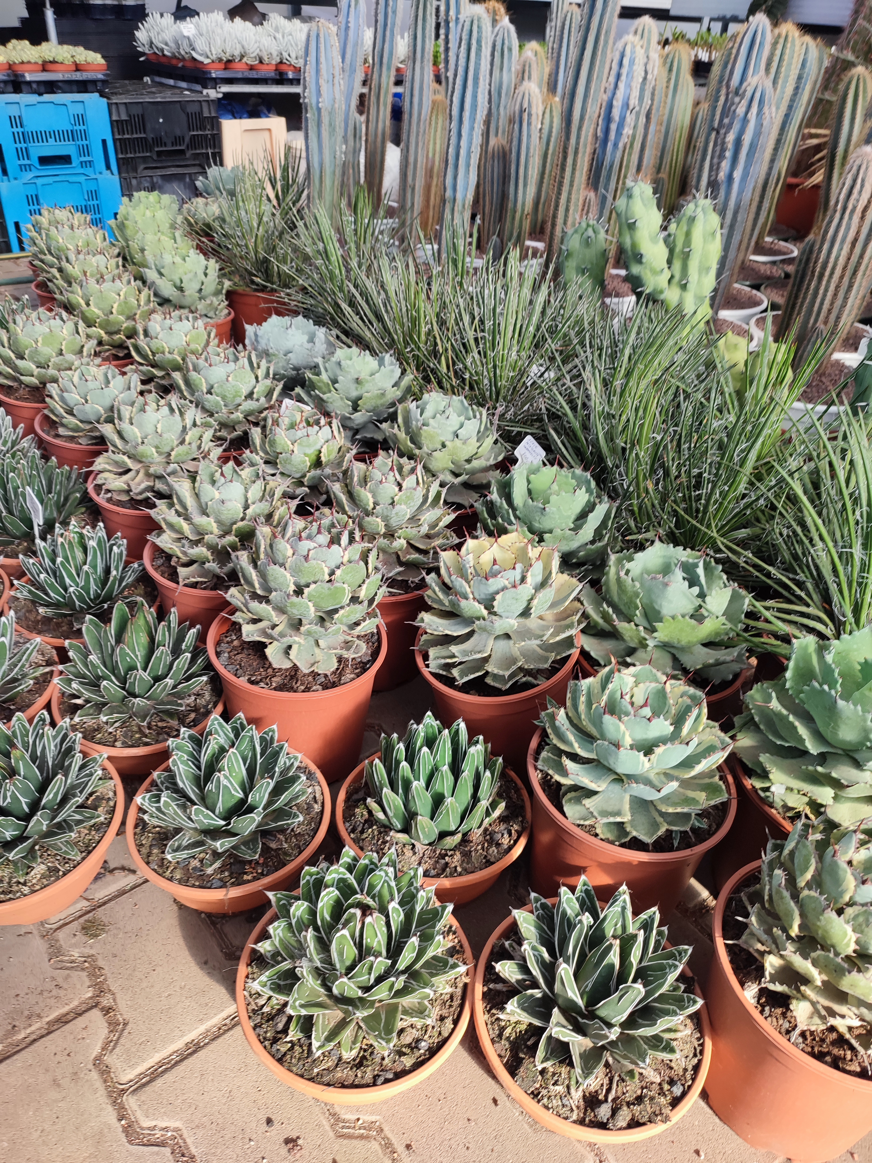 Cacti from Tenerife Part II.