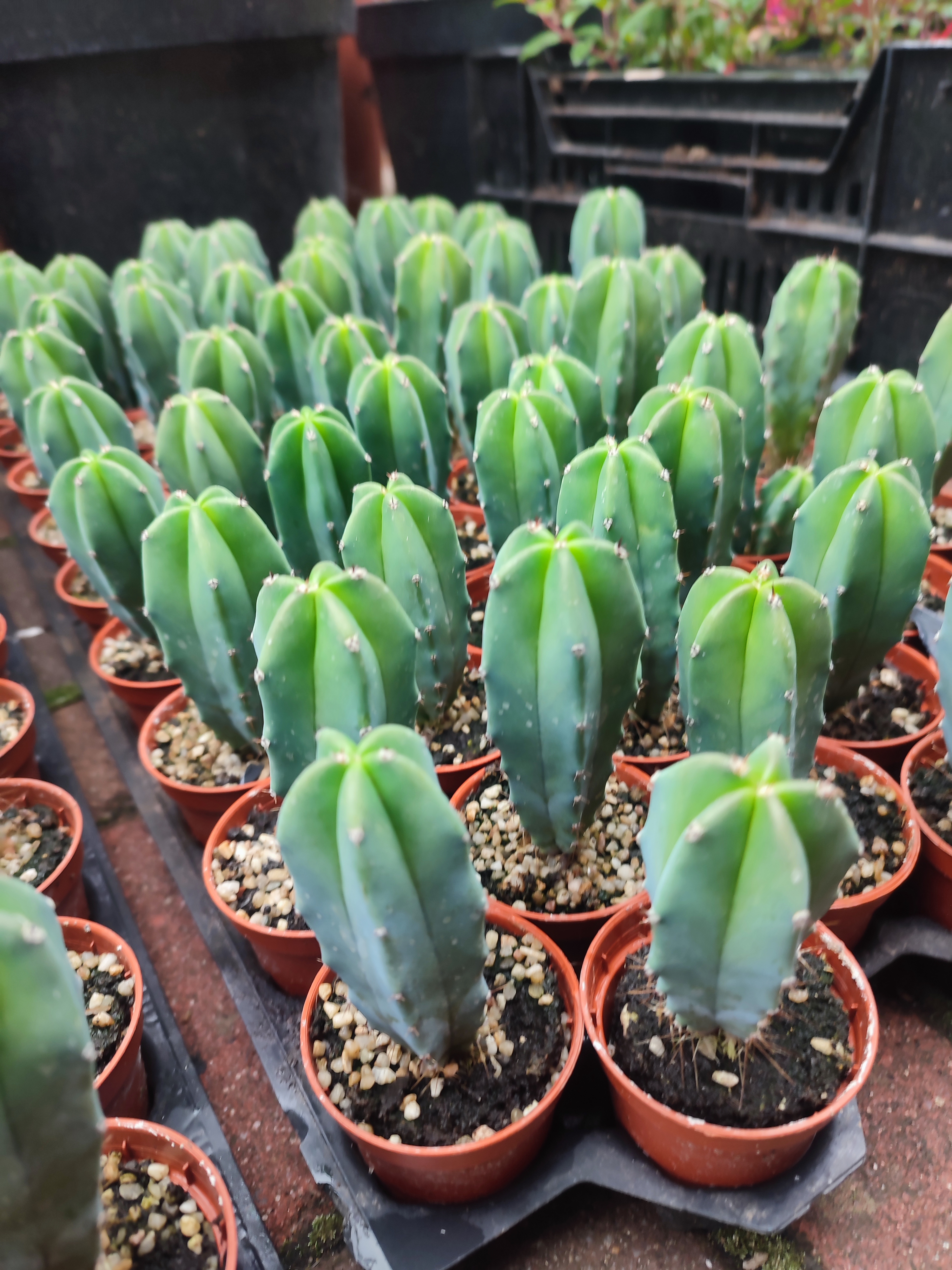 Myrtilocactus geometrizans