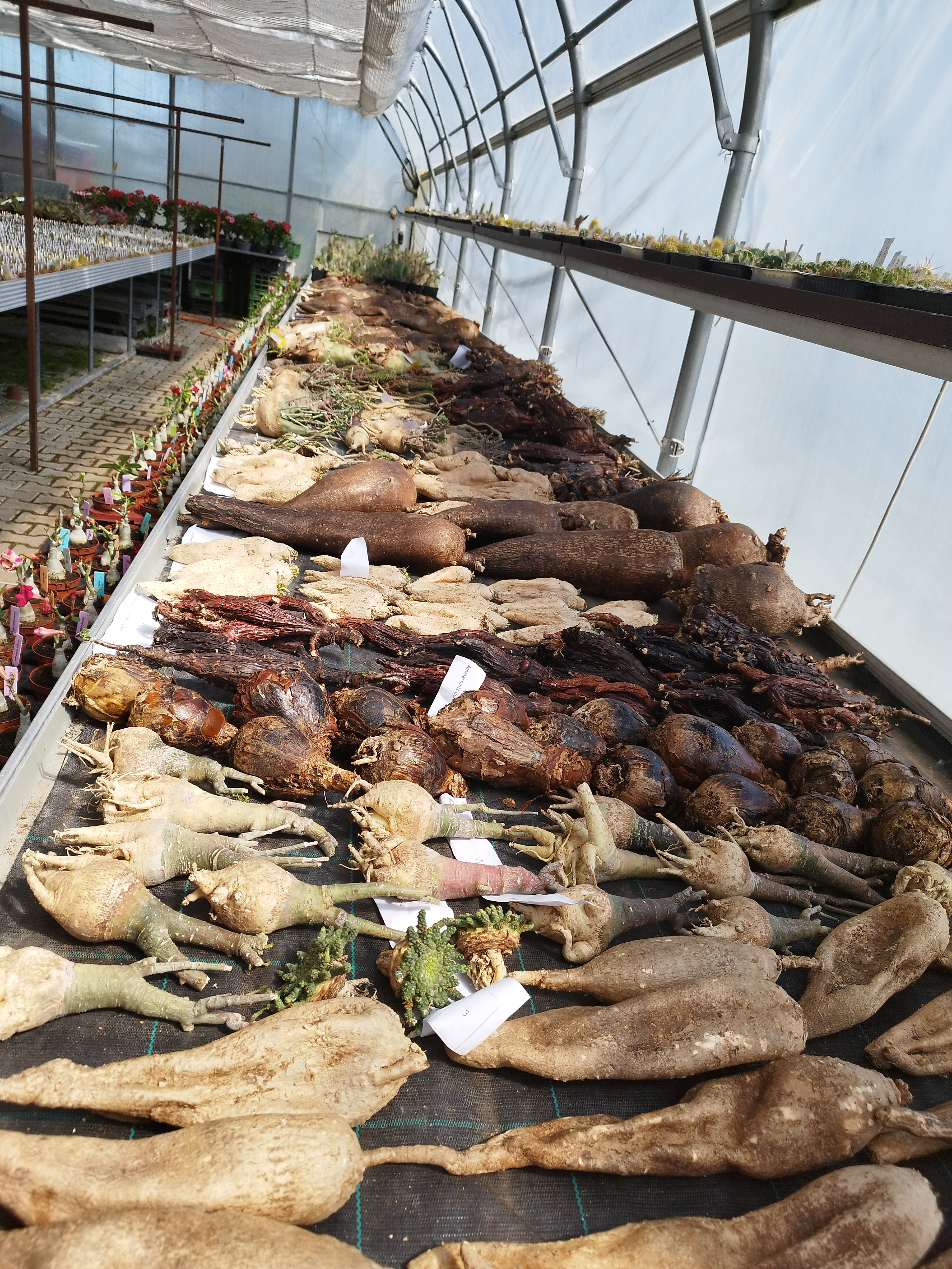 Neues Angebot an Caudexen.