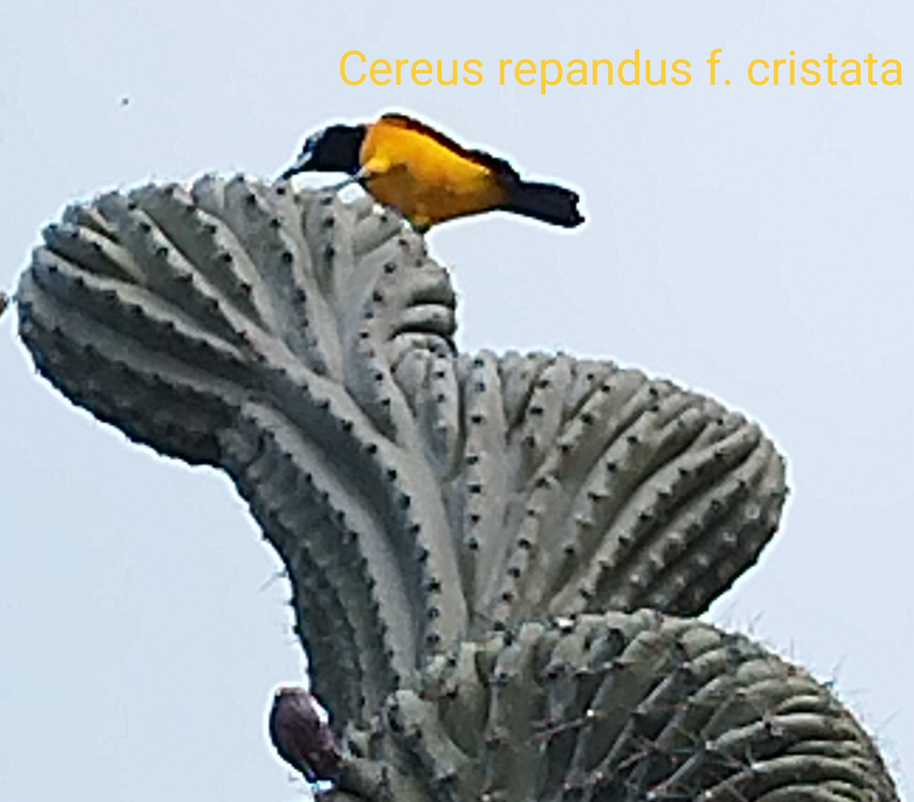 New seed offer from the island of Aruba