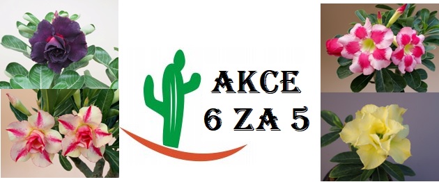 ADENIUM OBESUM, AKCE PODZIM 2023